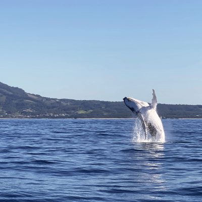 humpback whale breach