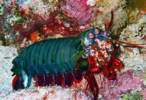 mantis shrimp north solitary