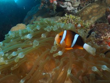 anemonefish