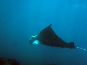 manta ray split solitary