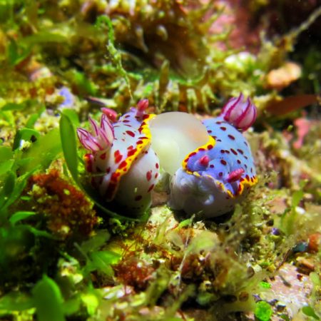 purple nudibranches mtaing