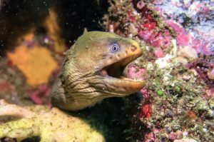 moray eel