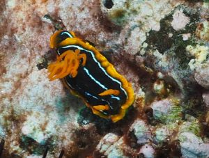 nudibranch black and orange