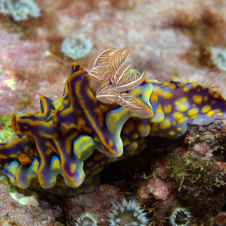 nudibranch multicolour