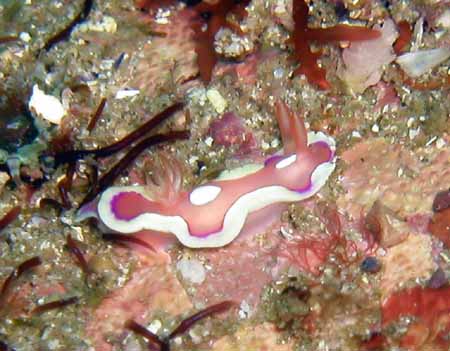 nudibranch pink