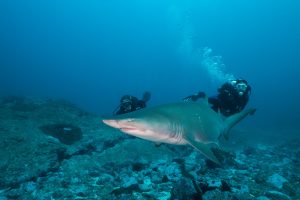 grey nurse shark and divers