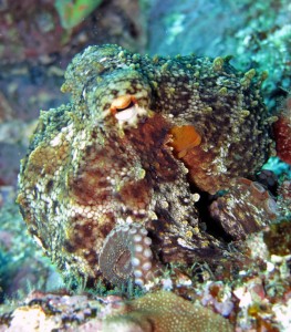 Octopus blending into its surroundings