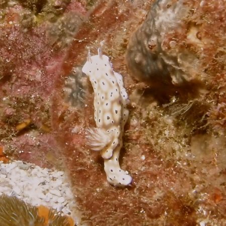 nudibranch white