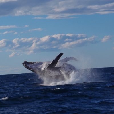 humpback whale breach