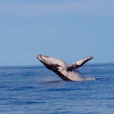 humpback whale breach