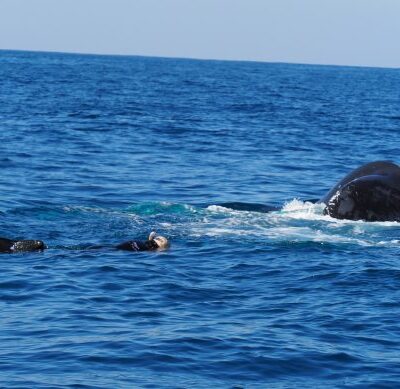 humpback whale swim