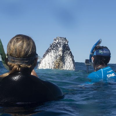 humpback whale swim spy hop