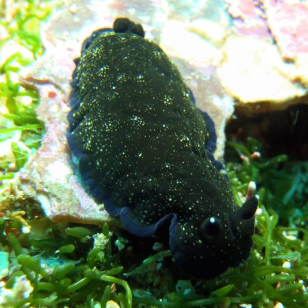 black nudibranch