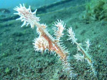 philippines pipefish