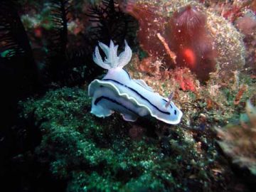 philippines nudibranch