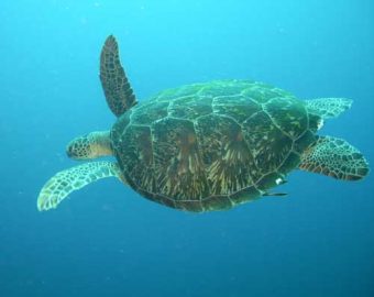 philippines green turtle