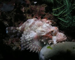 Philippines Puerto Galera and Donsol scorpionfish