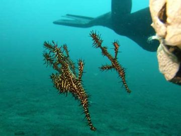 philippines pipefish