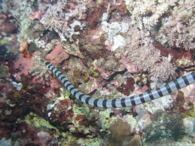 Philippines Puerto Galera and Donsol sea snake