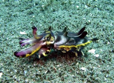 philippines flamboyant cuttlefish