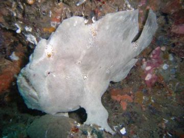 philippines frog fish