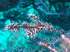 Philippines Puerto Galera and Donsol pipefish