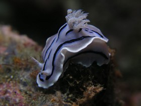 Philippines Puerto Galera and Donsol nudibranch