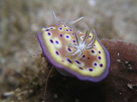 Philippines Puerto Galera and Donsol nudibranch