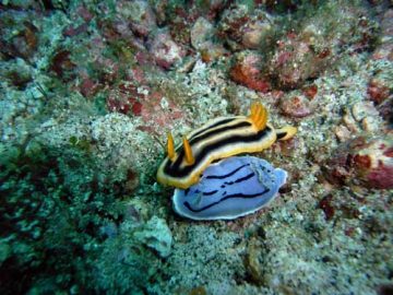 philippines nudibranch