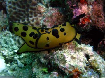 philippines nudibranch