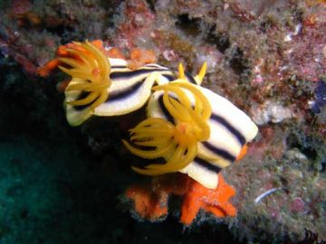 philippines nudibranch