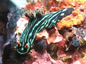 Philippines Puerto Galera and Donsol nudibranch