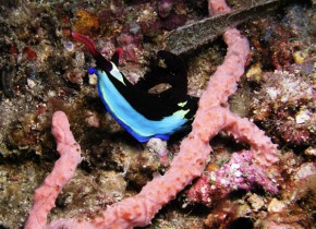 Philippines Puerto Galera and Donsol nudibranch