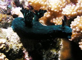 Philippines Puerto Galera and Donsol nudibranch