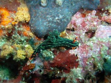 philippines nudibranch