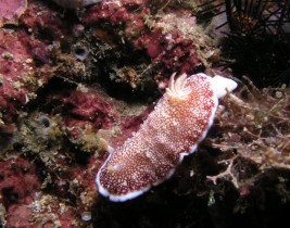 Philippines Puerto Galera and Donsol nudibranch