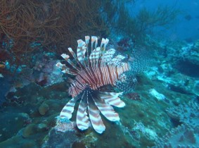 Philippines Puerto Galera and Donsol lionfish