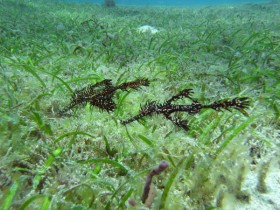 Philippines Puerto Galera and Donsol pipefish