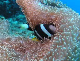 Philippines Puerto Galera and Donsol anemonefish