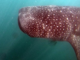 Philippines Puerto Galera and Donsol whale shark