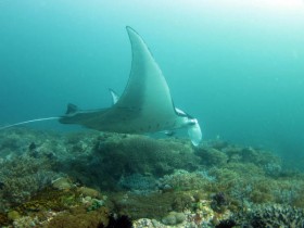 Philippines Puerto Galera and Donsol manta ray