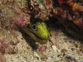 Philippines Puerto Galera and Donsol eel