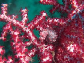 Philippines Puerto Galera and Donsol pygmy seahorse