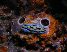 Philippines Puerto Galera and Donsol nudibranch