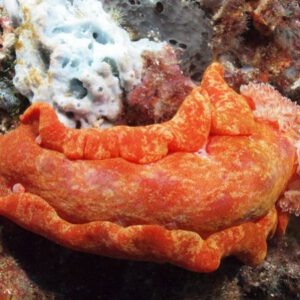 26th October 2025- South Sol puts it on!