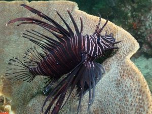 lionfish