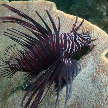 Lionfish sitting in coral