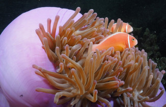 anemonefish solomons
