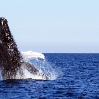 humpback whale breach