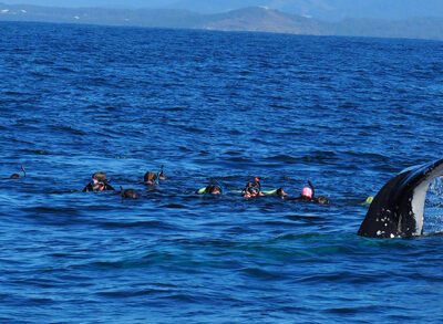 humpback tail and swimmers